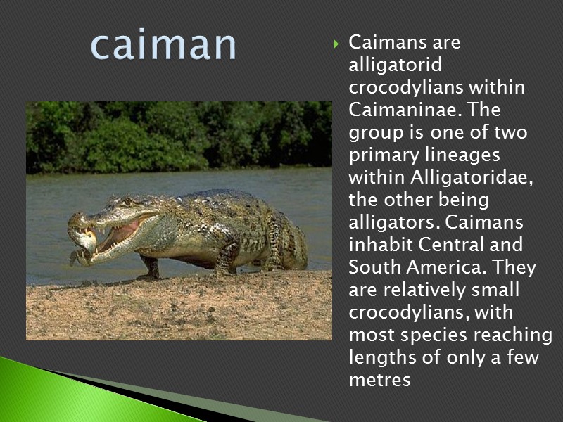 Caimans are alligatorid crocodylians within Caimaninae. The group is one of two primary lineages